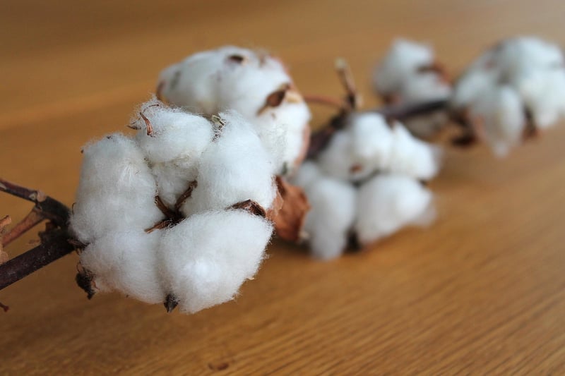 Cotton Gin